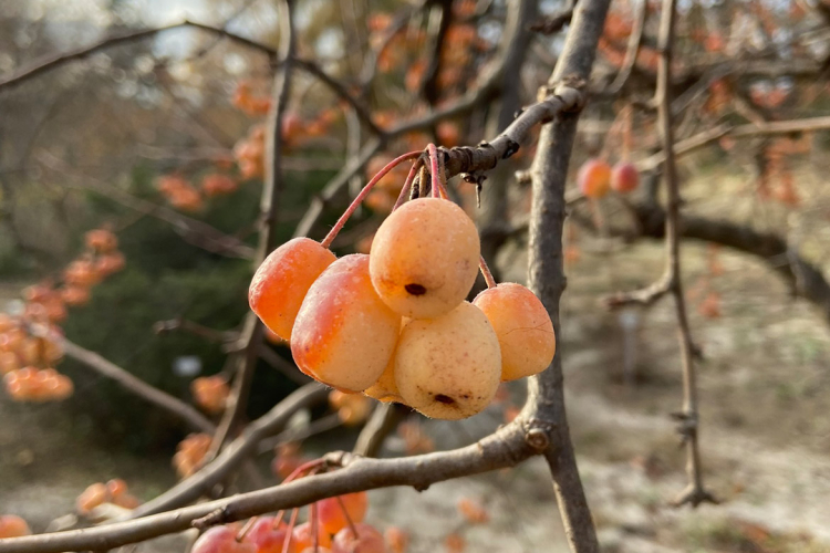 Früchte am Baum