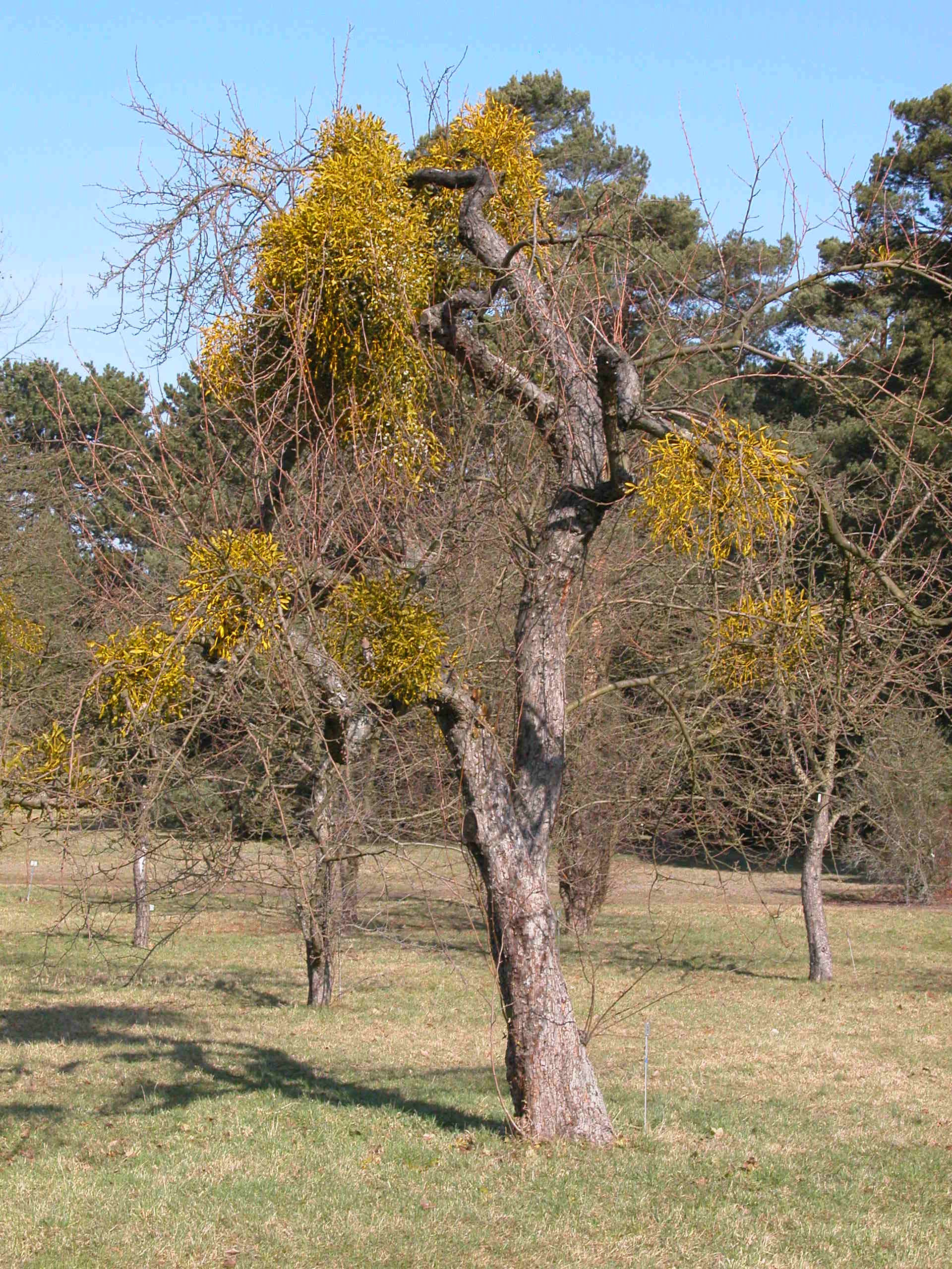 Mistel | Botanischer Garten Berlin