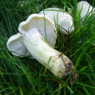 Mairitterling (Calocybe gambosa) .JPG