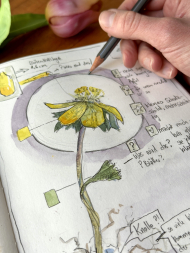 Nature_Journaling_Winterling(c)Verena Hillgaertner.jpg