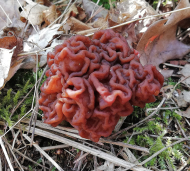 Frühjahrslorchel (Gyromitra esculenta)