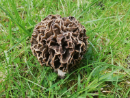 Garten-Speisemorchel (Morchella vulgaris)