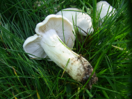 Mairitterling (Calocybe gambosa)