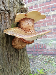 Schuppiger Porling (Cerioporus squamosus)