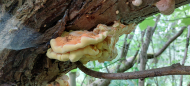 Schwefelporling (Laetiporus sulphureus)