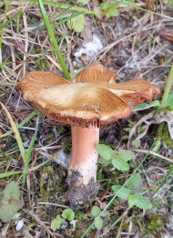 Ziegelroter Risspilz (Inosperma erubescens)