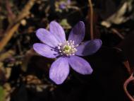 Leberblümchen (Hepatica nobilis) im Botanischen Garten Berlin © G. Hohlstein, Botanischer Garten und Botanisches Museum Berlin