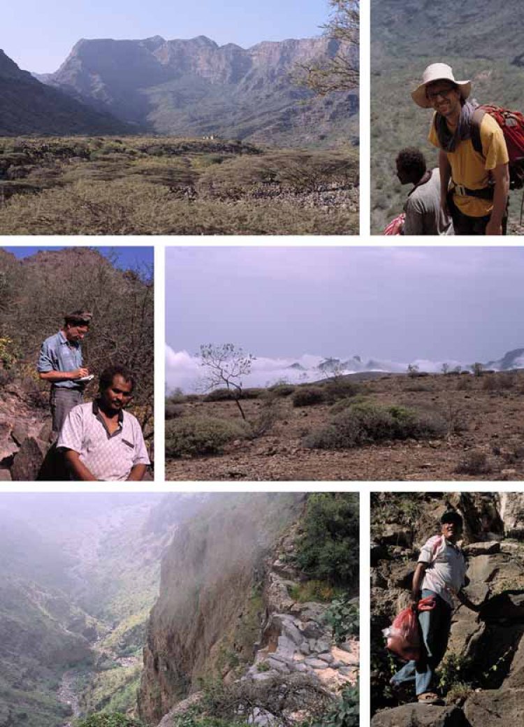 Eine Kollage aus Bildern vom Jebel Arays