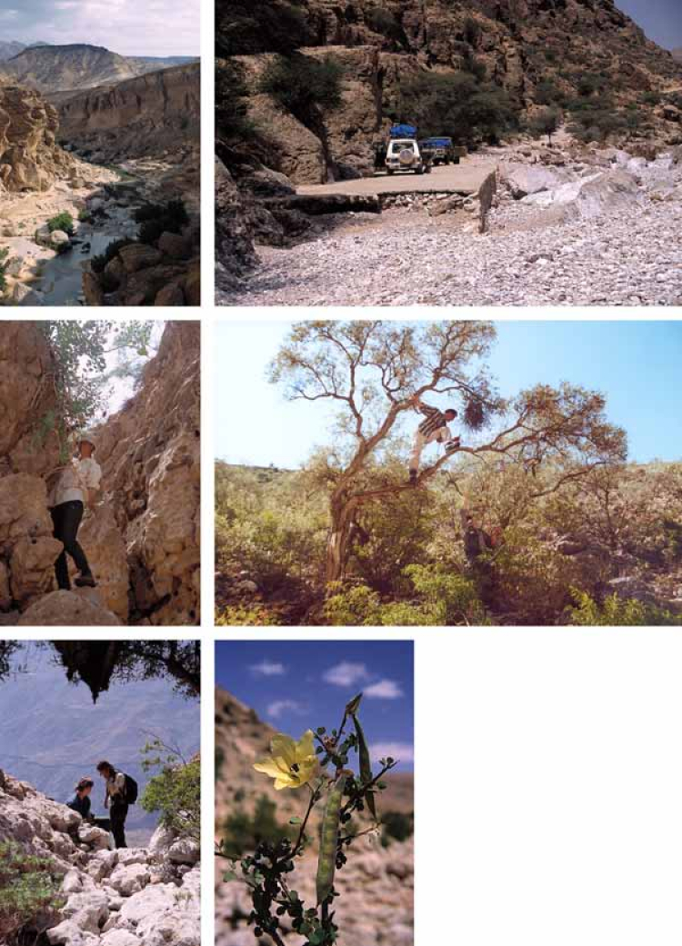 Eine Kollage aus Bildern vom Hadramaut