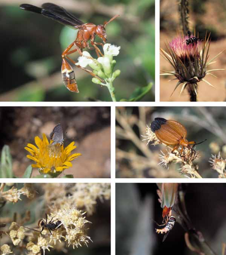 Eine Kollage aus Bildern von Insekten