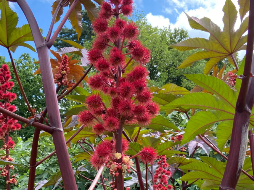 <p>Ricinus communis oder Wunderbaum</p>