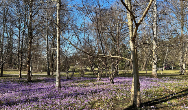 <p>Wiese mit Krokussen.</p>