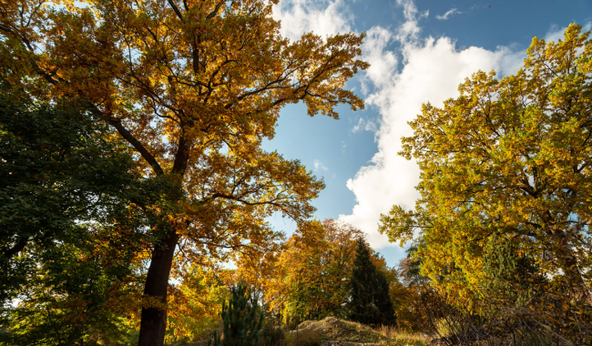 <p>Herbstlicher Botanischer Garten</p>