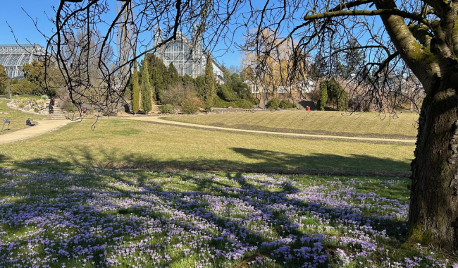 <p>Blick auf die Gewächshäuser; auf der Wiese blühende Krokusse.</p><p><br></p><p><br></p>