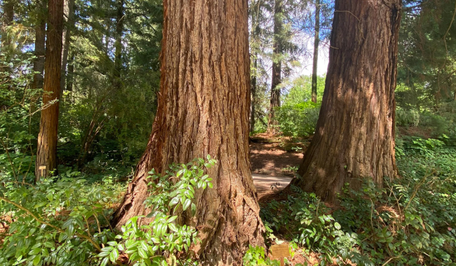 <p>Untere Bereiche von Stämmen der Riesenmammutbäume (Sequoiadendron giganteum).</p>