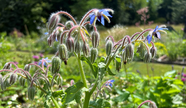 <p>Borretschpflanze</p>