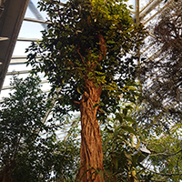 Eucalyptus acmenoides