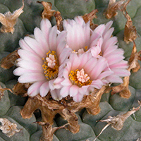 Lophophora williamsii