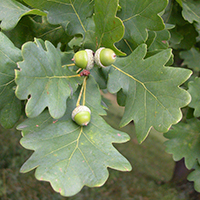 Stiel-Eiche (Quercus robur)