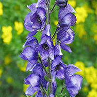 Blauer Eisenhut (Aconitum napellus)