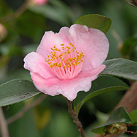 Camellia Hybride 'Duftglöckchen'