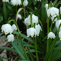 Märzbecher (Leucojum vernum)
