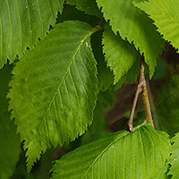 Flatter-Ulme (Ulmus laevis)