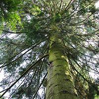 Colorado-Tanne (Abies concolor)