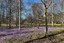 <p>Wiese mit Krokussen.</p>