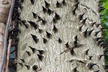 <p>Hura crepitans, stacheliger Stamm</p>