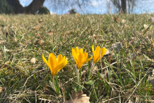 <p>Gelbe Krokusse auf der Wiese</p>