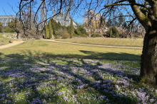 <p>Blick auf die Gewächshäuser; auf der Wiese blühende Krokusse.</p><p><br></p><p><br></p>