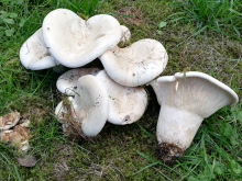 <p>Mehrere Fruchtkörper eines Riesen Krempentrichterlings (Pilz) auf der grünen Wiese.</p>