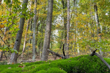 <p>Bäume</p>