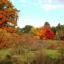 Arboretum
