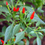 Capsicum_frutescens_Früchte