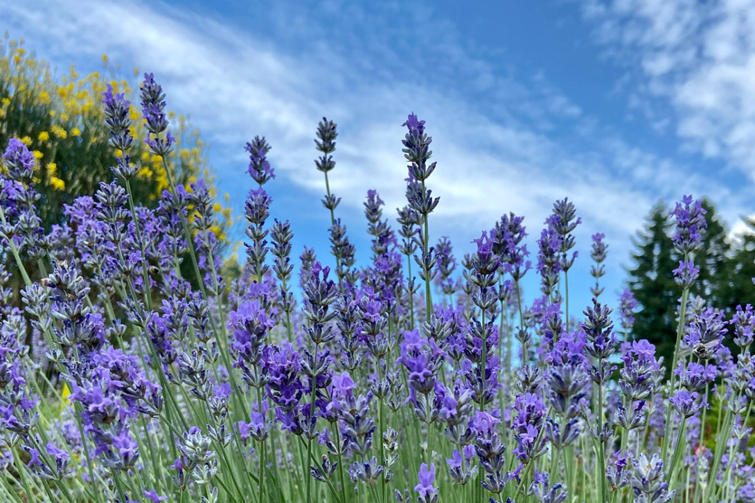 <p>Lavendel</p>