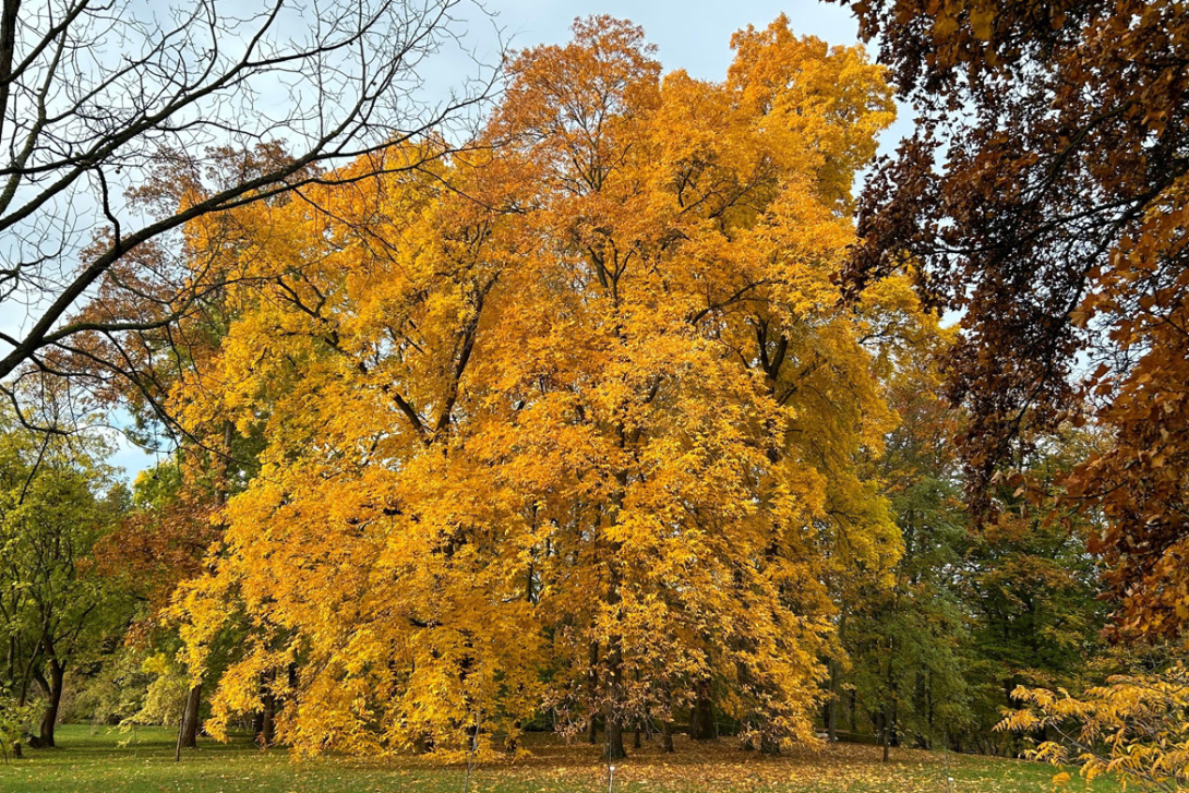 <p>Bäume im Herbst</p>