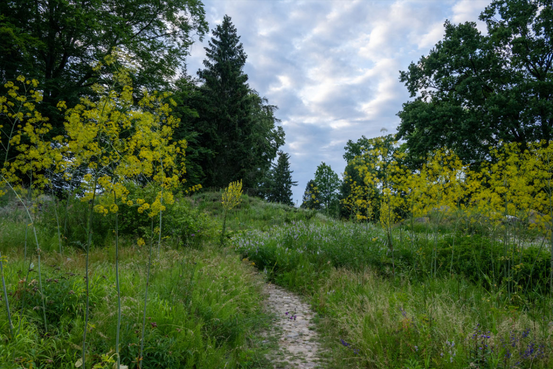 <p>Weg durch den Botanischen Garten</p>