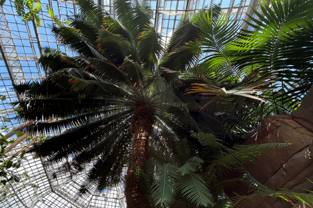 <p>Palmfarn</p>