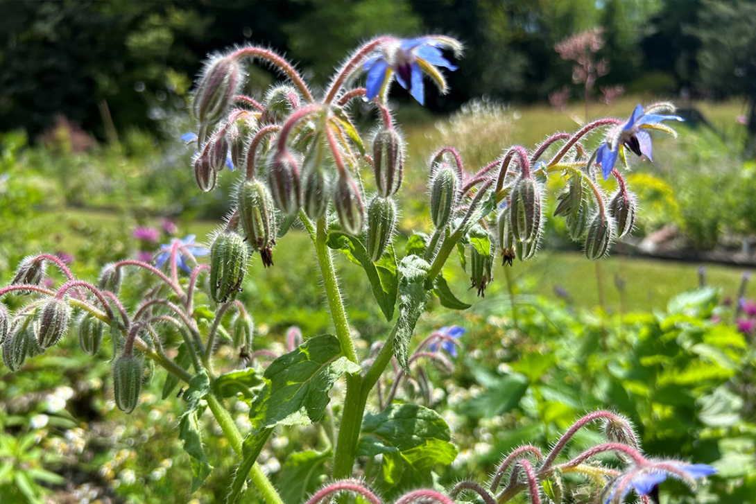 <p>Borretschpflanze</p>