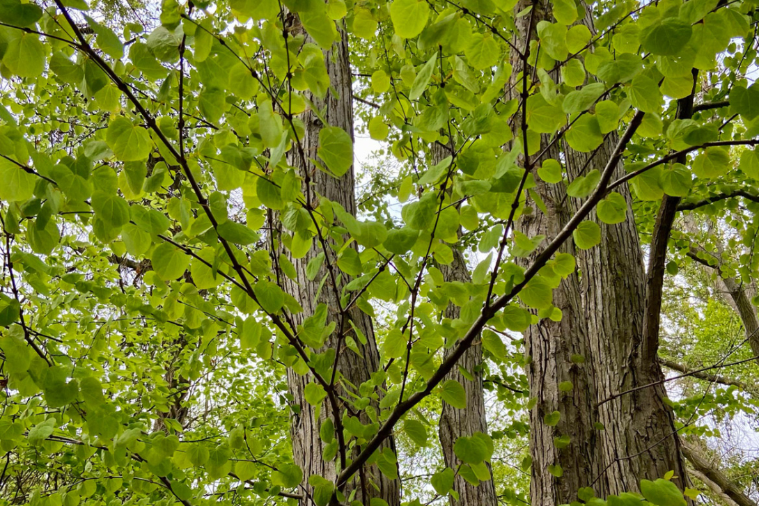 <p><span class="ql-cursor">﻿</span>Bäume</p>